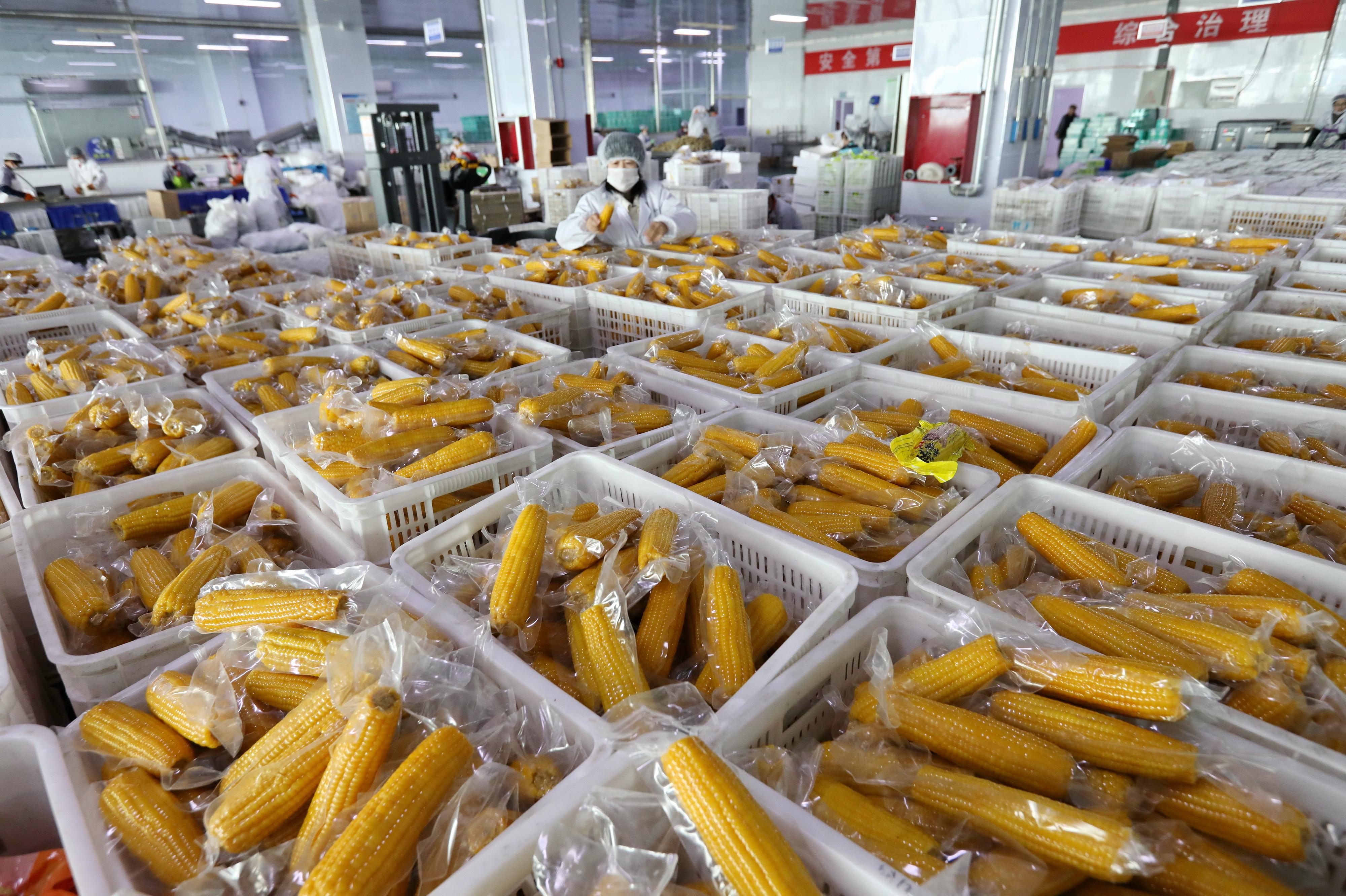 小营盘镇 工人们高效分拣鲜食玉米，助力农副产品提质增效